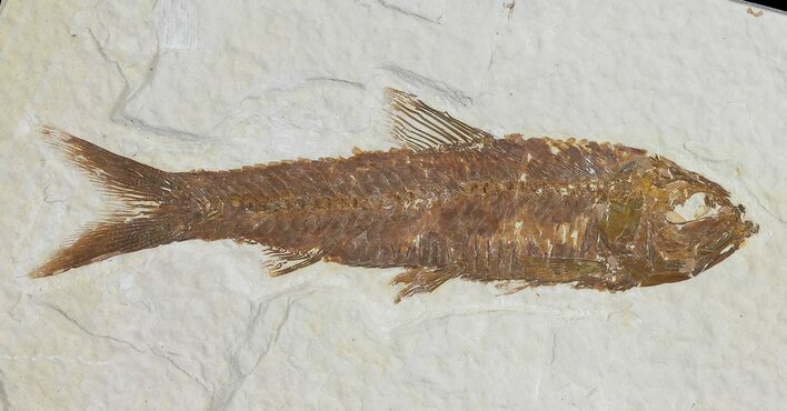 Knightia Fossil Fish - Wyoming #66548